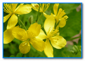 Celandine, which has a cauterizing property, will help remove papilloma