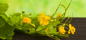 Pure flowers