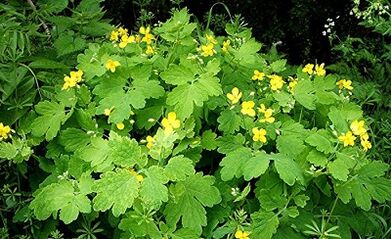 Using celandine by warts