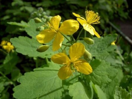 celandine grass flower for warts